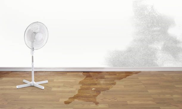 Best Carpet water damage restoration  in Ocala, FL