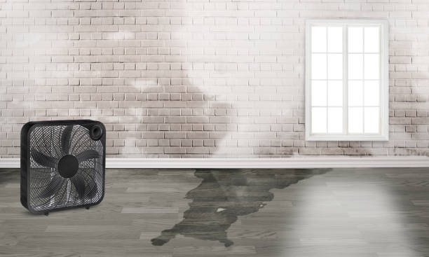 Best Ceiling water damage repair  in Ocala, FL